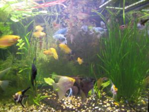 gallery_5269_698_1617662.jpg