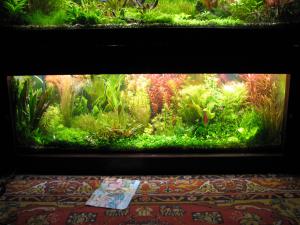 gallery_10157_472_719408.jpg