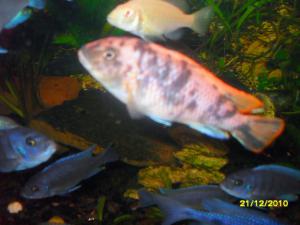 gallery_13272_707_405580.jpg