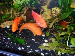 gallery_13272_707_779564.jpg
