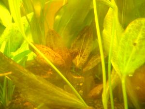 gallery_2125_278_2422559.jpg