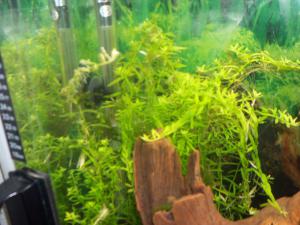 gallery_13186_708_140337.jpg