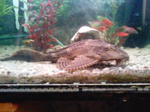 gallery_13331_710_126065.jpg