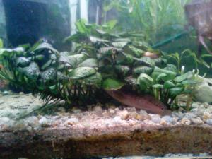 gallery_13331_710_173470.jpg