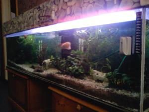 gallery_13331_710_23104.jpg