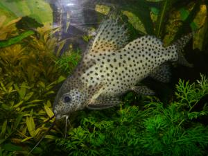 gallery_13360_711_3517514.jpg