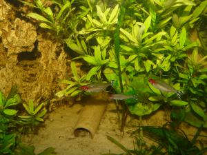 gallery_13360_711_353941.jpg