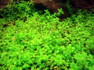gallery_12246_665_147010.jpg