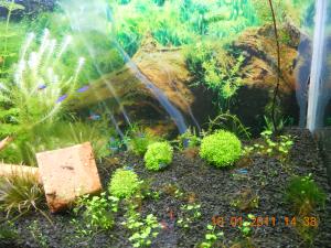gallery_13186_716_2254713.jpg