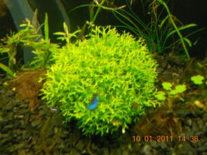 gallery_13186_716_2379753.jpg