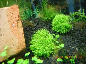 gallery_13186_716_603299.jpg