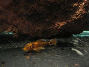 gallery_1722_724_2012614.jpg