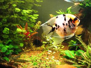 gallery_7221_721_1346206.jpg