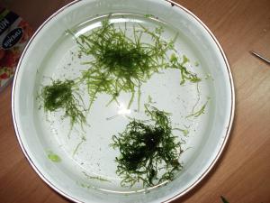 gallery_11906_730_1184962.jpg