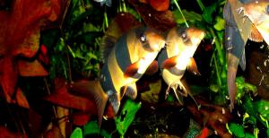 gallery_9864_438_233757.jpg