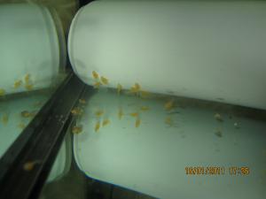 gallery_11112_737_1298452.jpg