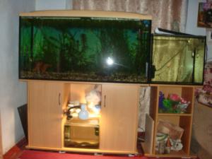 gallery_11112_737_137319.jpg