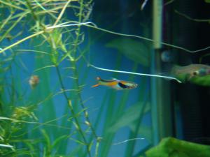 gallery_11112_737_2075570.jpg