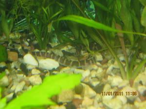 gallery_11112_737_2203773.jpg