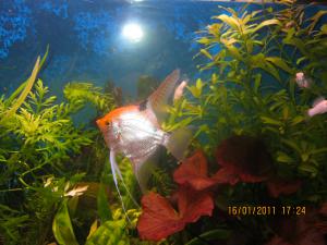 gallery_11112_737_2642713.jpg