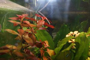 gallery_10157_557_365065.jpg