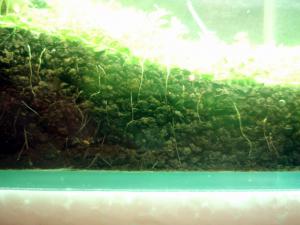 gallery_12246_665_20410.jpg
