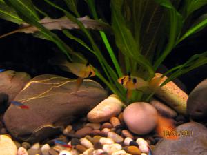 gallery_13632_736_1544533.jpg