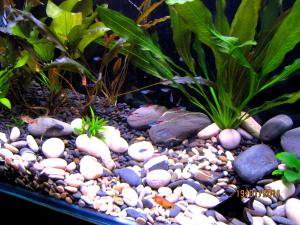 gallery_13632_736_3049298.jpg
