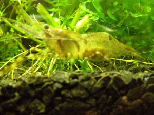 gallery_6565_727_405588.jpg