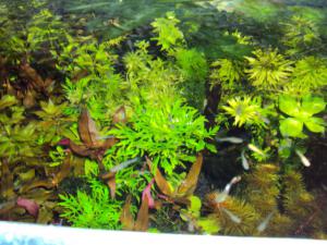 gallery_7289_276_159066.jpg