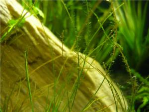 gallery_8052_706_47761.jpg