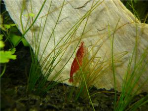 gallery_8052_706_48348.jpg