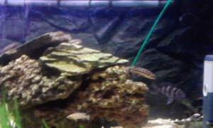 gallery_9782_758_22867.jpg