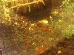 gallery_11794_722_27067.jpg