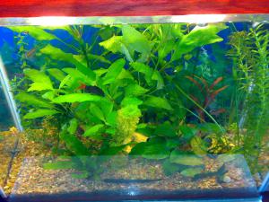 gallery_11300_550_455000.jpg