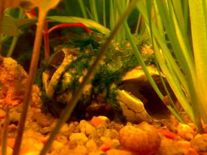 gallery_11300_608_151708.jpg