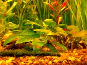 gallery_11300_608_236428.jpg