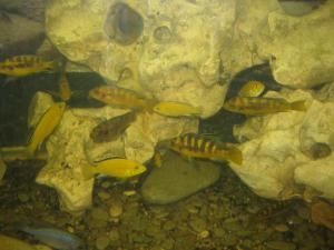 gallery_1722_151_4752839.jpg