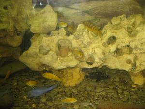 gallery_1722_151_4817721.jpg