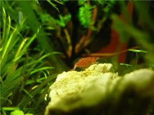 gallery_8052_706_24067.jpg