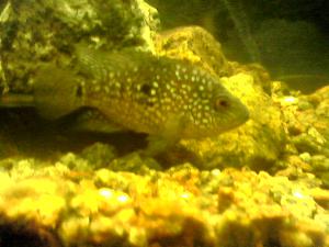 gallery_14184_778_11623.jpg