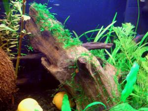 gallery_7576_774_25091.jpg