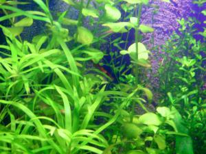 gallery_7576_779_49657.jpg