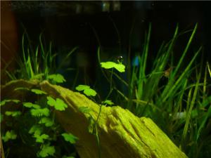 gallery_8052_706_30136.jpg