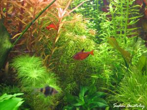 gallery_11723_780_1011556.jpg