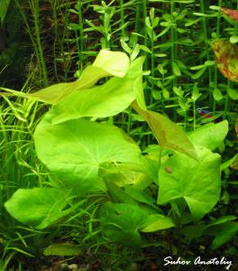 gallery_11723_780_1132635.jpg
