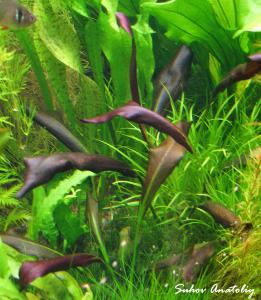 gallery_11723_780_1180575.jpg