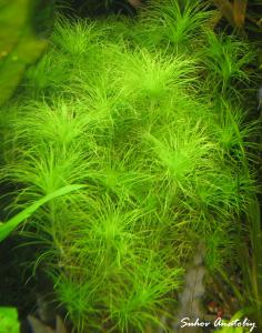 gallery_11723_780_1319339.jpg