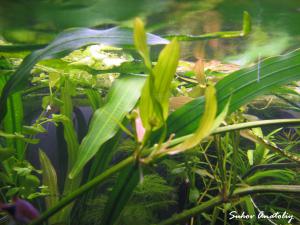 gallery_11723_780_155323.jpg