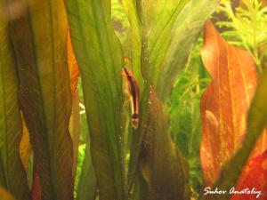 gallery_11723_780_221863.jpg